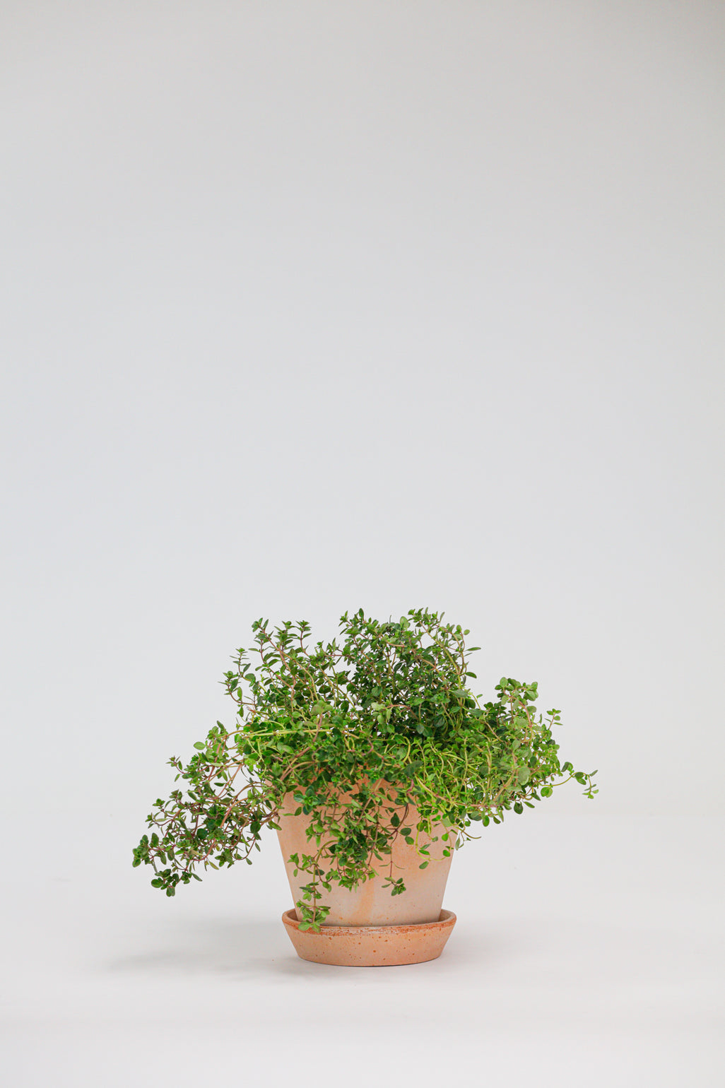 products/SotoProductShootLowQ-1717.jpg